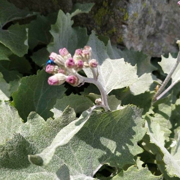 Adenostyles leucophylla Flor