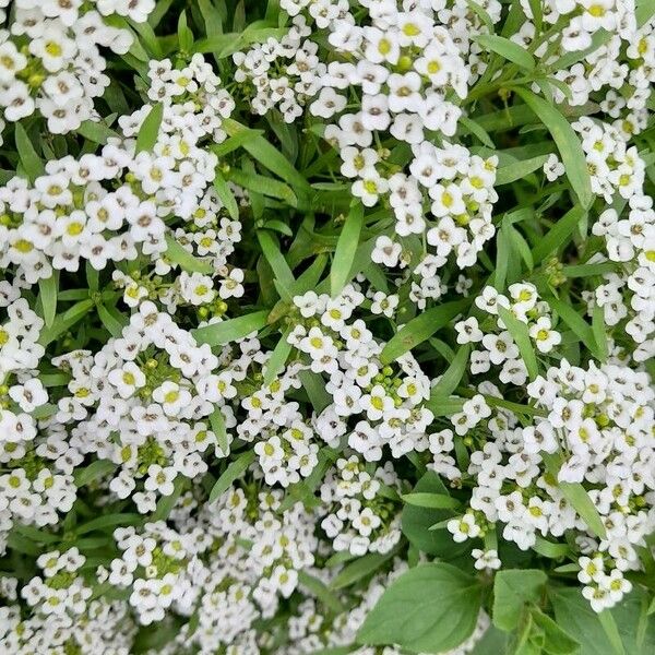 Lobularia maritima Květ