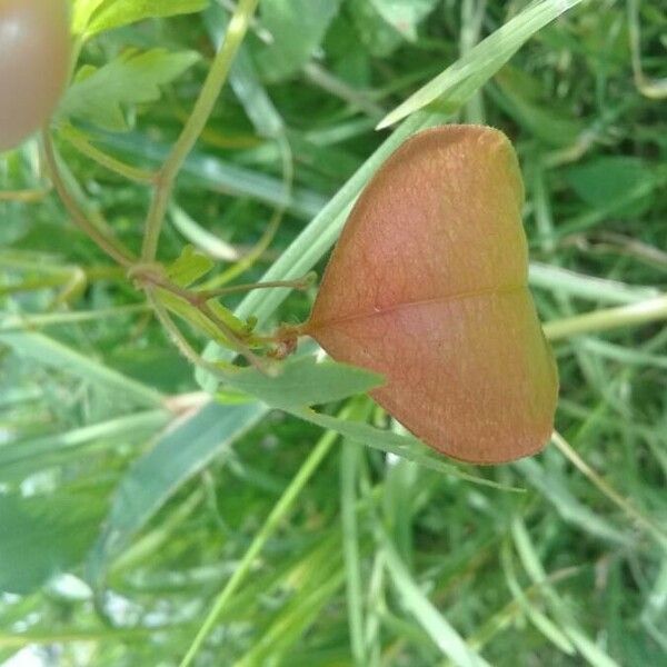 Cardiospermum halicacabum Fruit