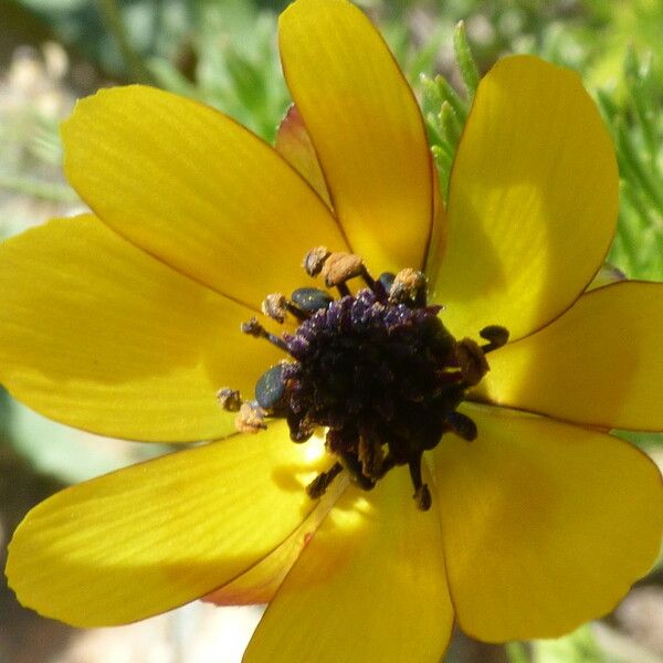 Adonis microcarpa Blodyn