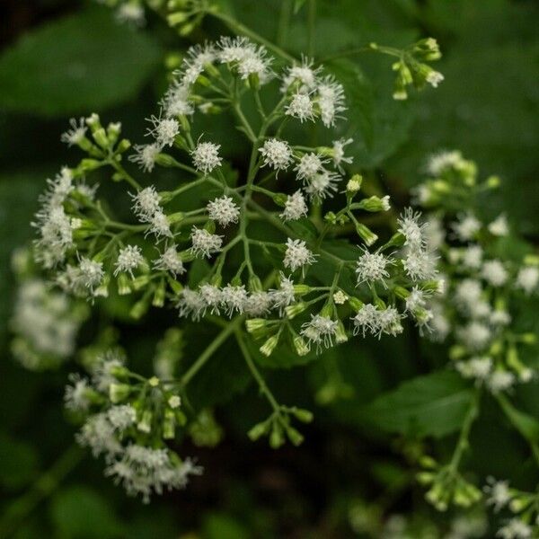 Ageratina altissima Çiçek