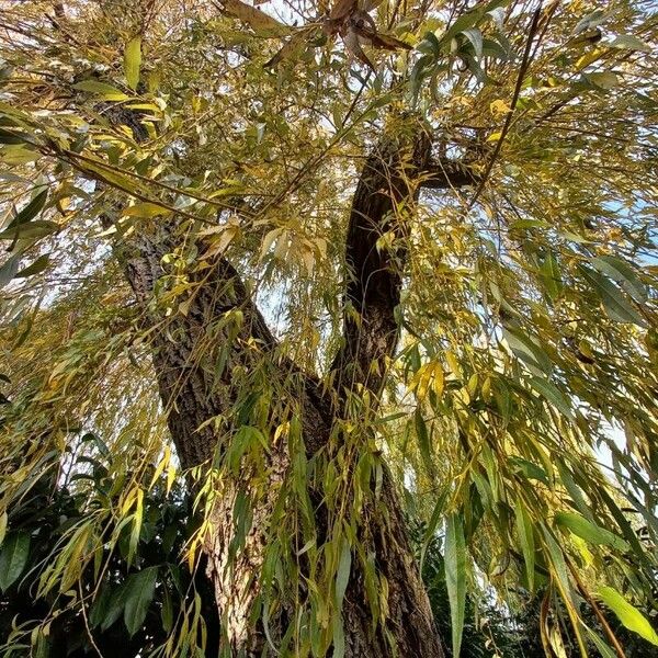 Salix babylonica Outro