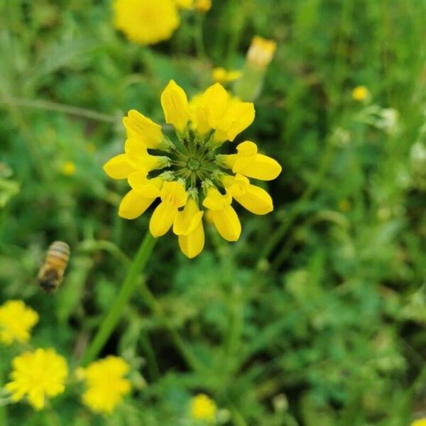 Coronilla securidaca 花