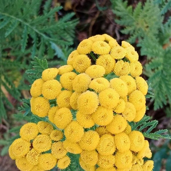 Tanacetum vulgare Floare