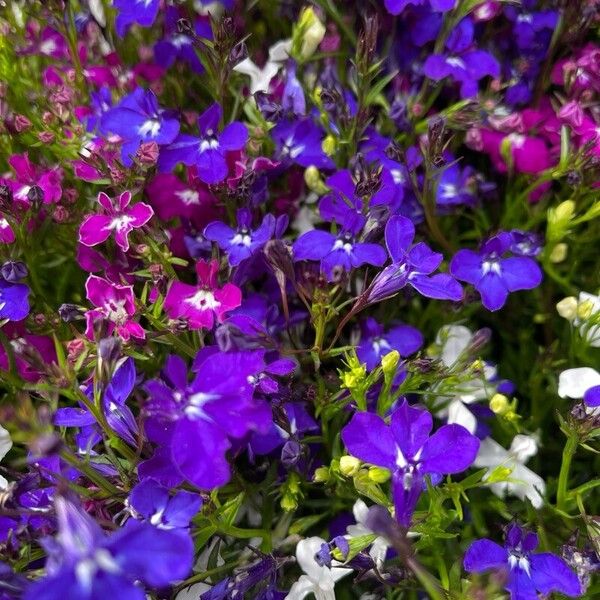 Lobelia erinus Blomma