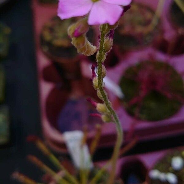 Drosera capensis Кветка