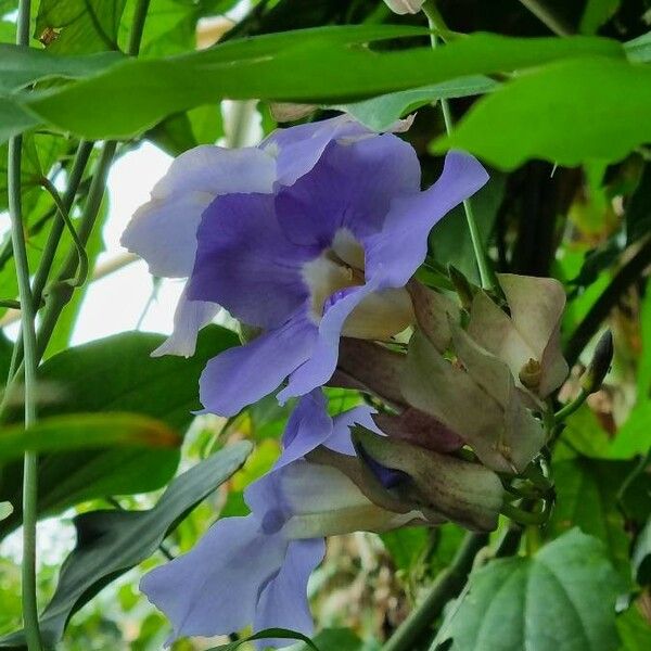 Thunbergia grandiflora Květ