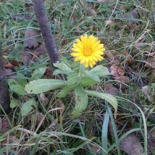 Calendula officinalis Pokrój