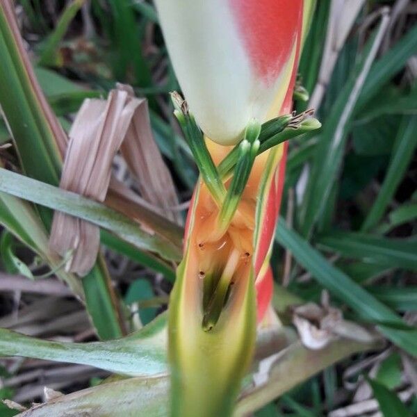 Heliconia wagneriana Bloem