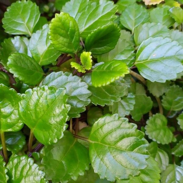 Coleus australis Blatt