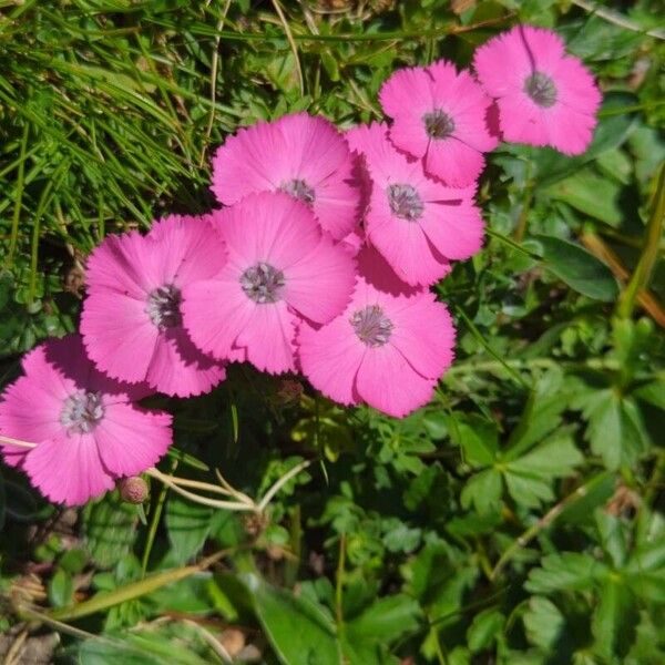 Dianthus pavonius Floro