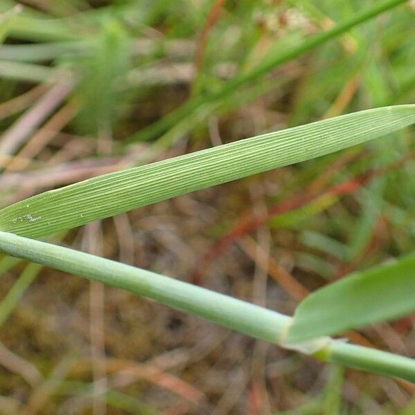 Alopecurus geniculatus Habit