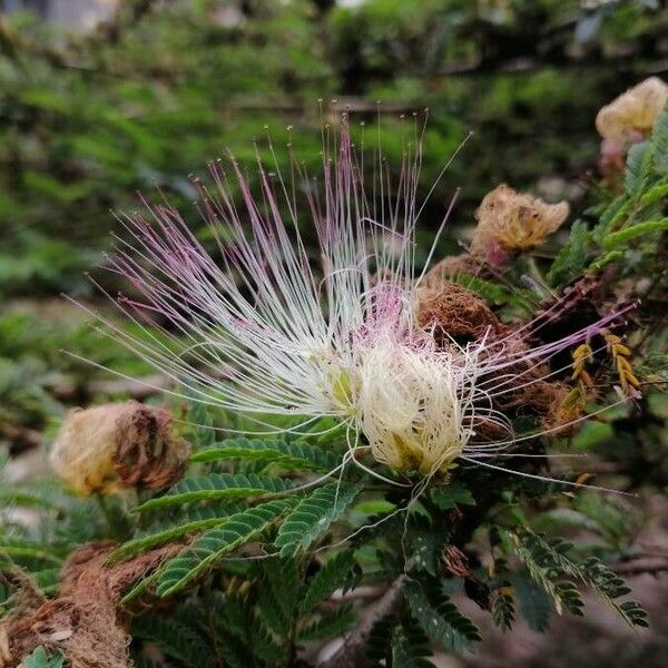 Calliandra houstoniana Цветок