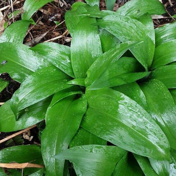 Allium ursinum 叶