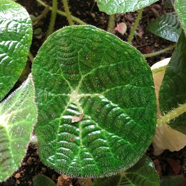 Begonia paulensis Leaf