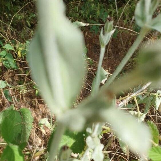 Silene coronaria Leaf