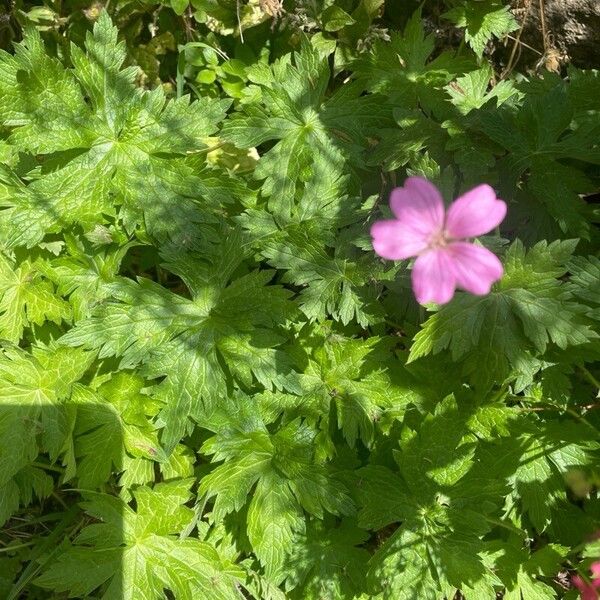 Geranium endressii Habit