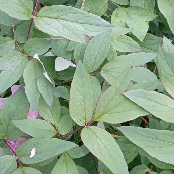 Paeonia × suffruticosa Leaf