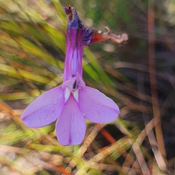 Lobelia holstii Cvet