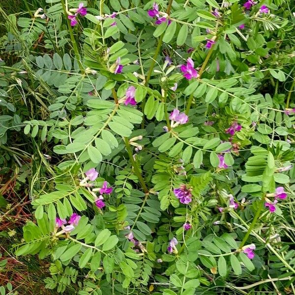 Vicia sativa Листок