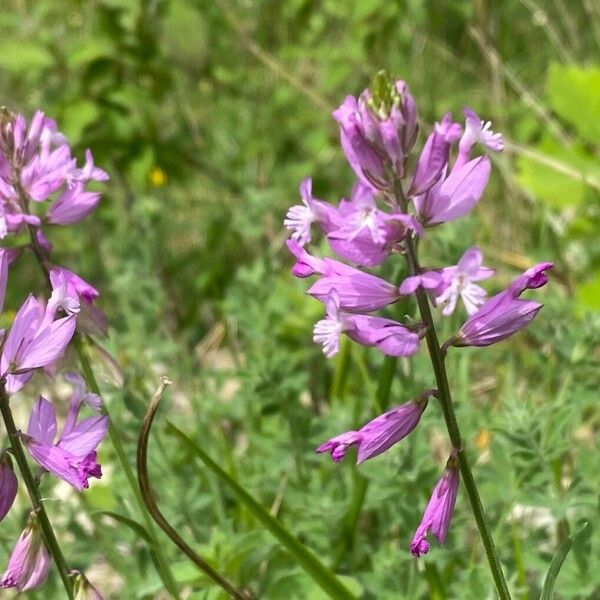 Polygala major Fleur