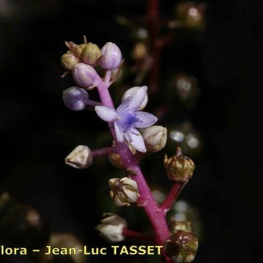 Scilla haemorrhoidalis Flower