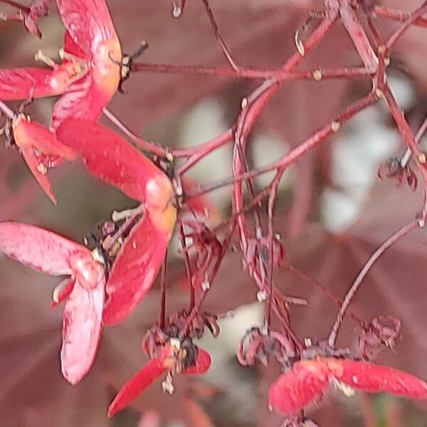 Acer palmatum फल