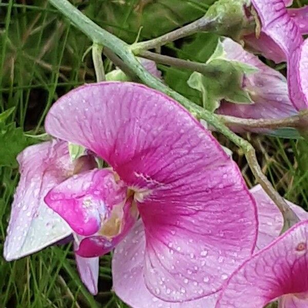 Lathyrus latifolius പുഷ്പം