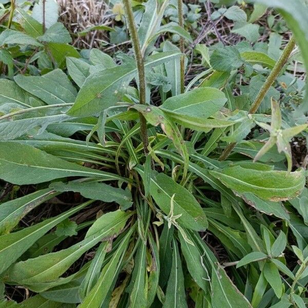 Centaurea decipiens Hoja