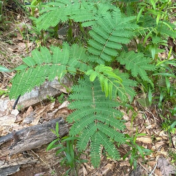 Paraserianthes lophantha Folha