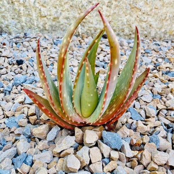 Aloe gariepensis 葉