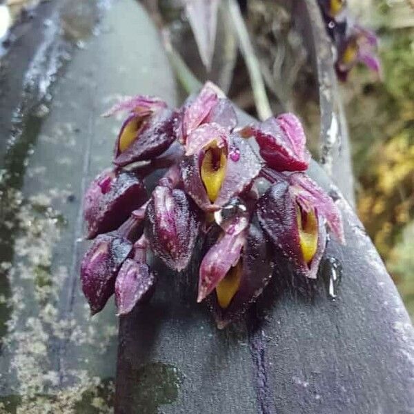 Acianthera violacea Flower