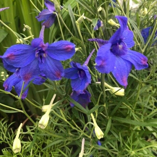 Delphinium grandiflorum Kwiat