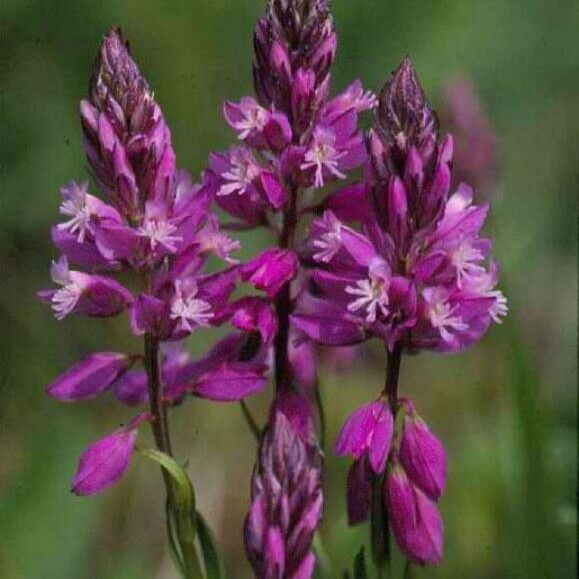 Polygala major Fleur