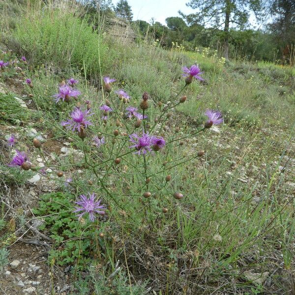 Centaurea paniculata 整株植物