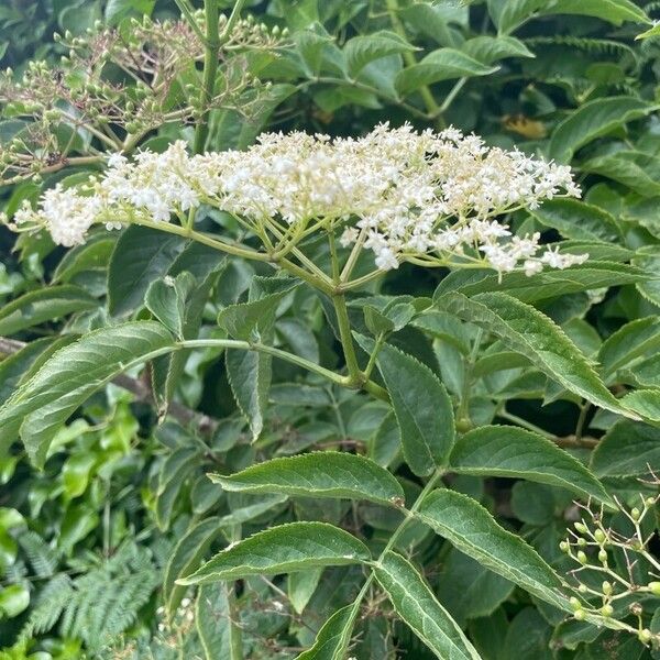 Sambucus nigra Kvet