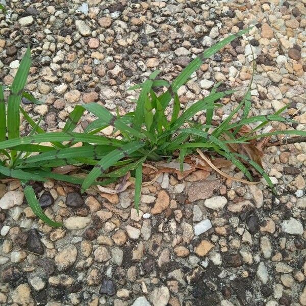 Digitaria sanguinalis Lehti