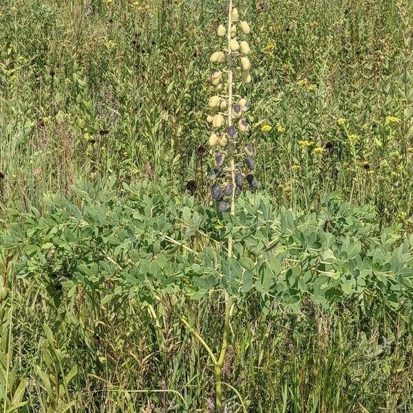 Baptisia alba 整株植物