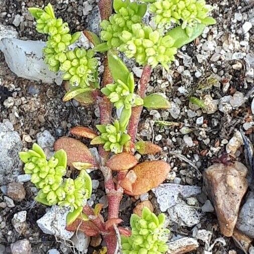 Herniaria glabra Flower