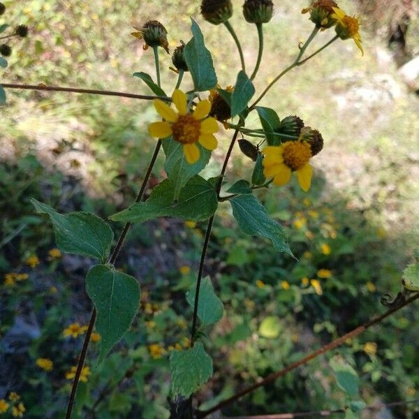 Viguiera dentata Blüte