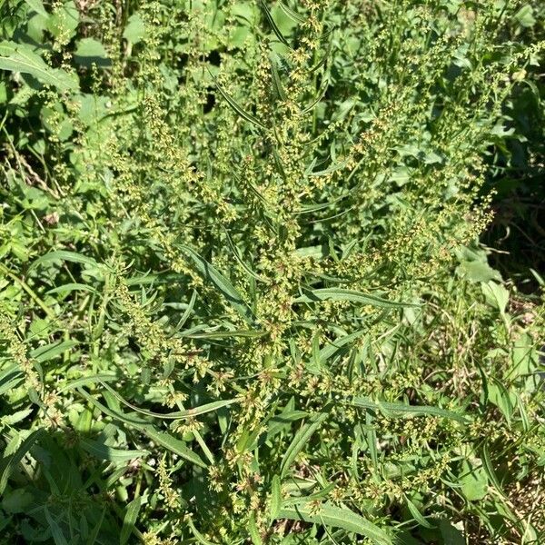 Rumex palustris Φύλλο