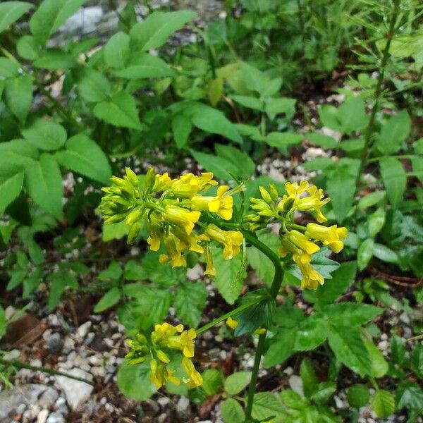 Barbarea orthoceras Flower