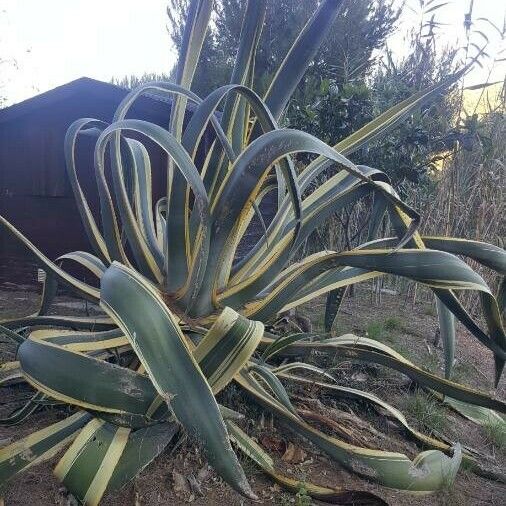 Agave americana List