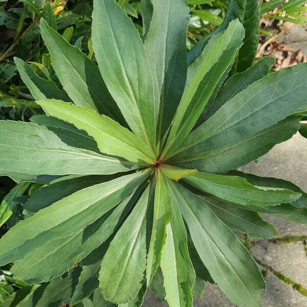 Solidago gigantea Blad