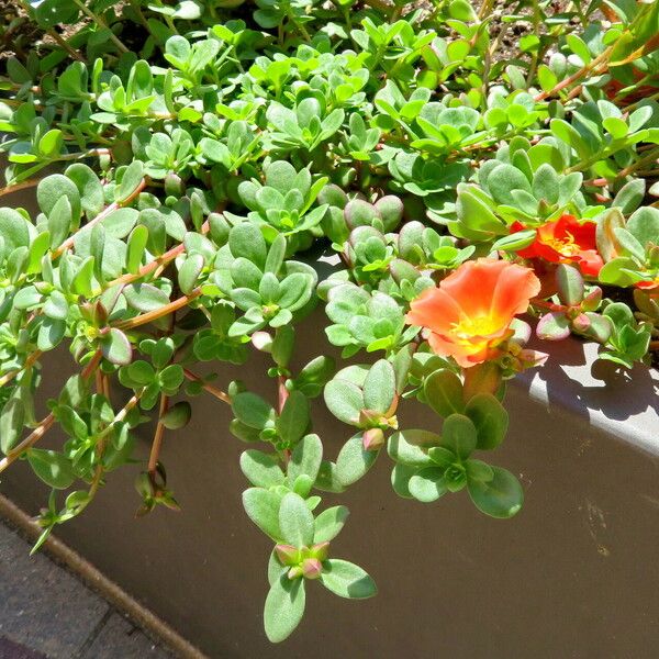 Portulaca umbraticola Хабит