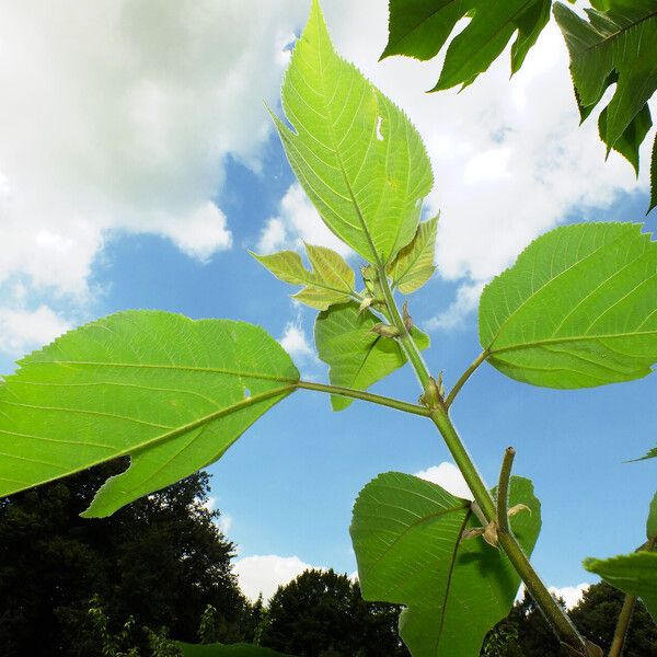 Broussonetia papyrifera Hoja