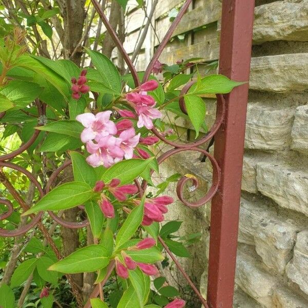 Weigela florida Floare