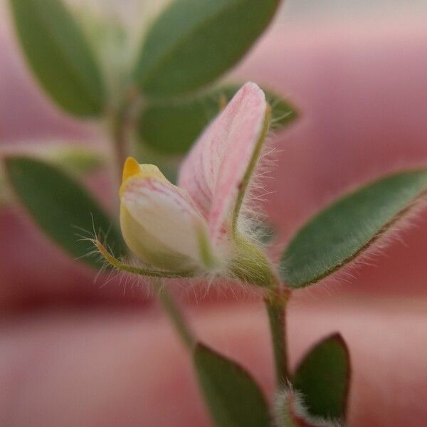 Acmispon americanus Blomma