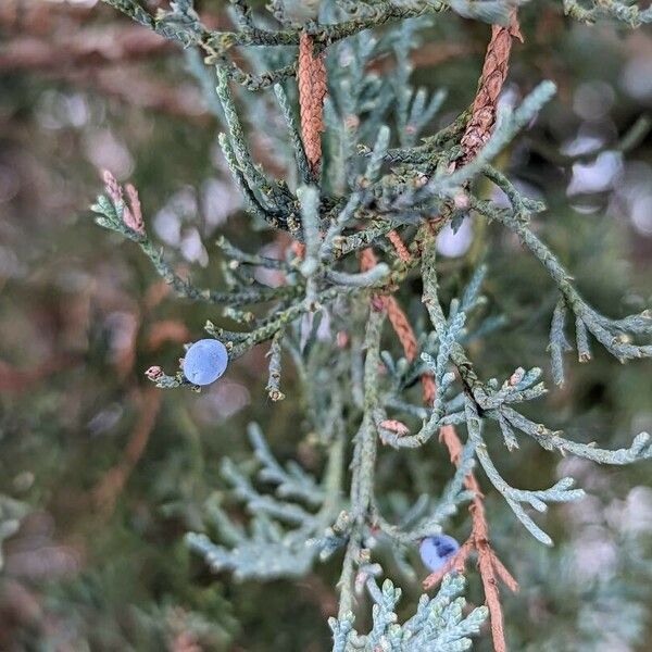 Juniperus scopulorum Frukt