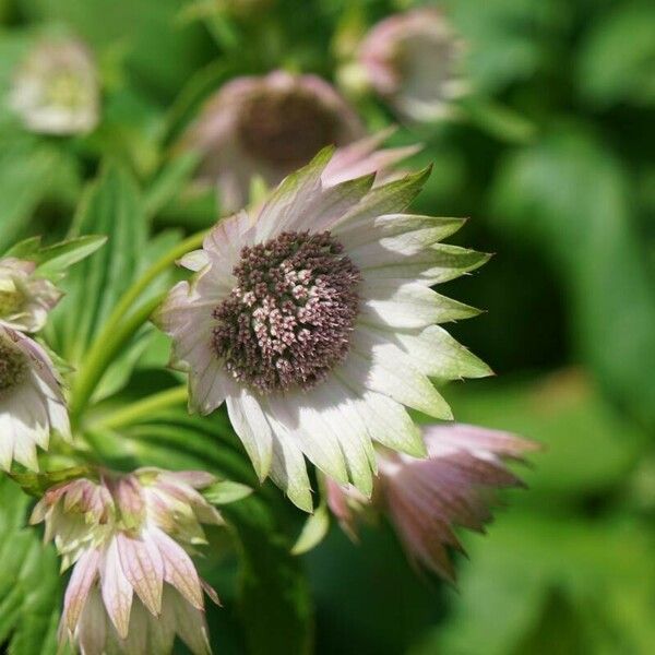 Astrantia major Flower